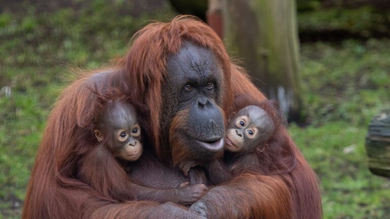 10 Fascinating Facts About Orangutans And Their Fight To Survive