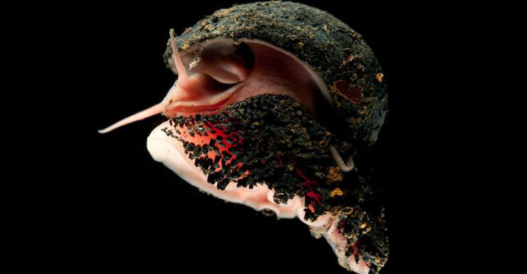 10 Fascinating Ocean Creatures We’ll Never Encounter Again