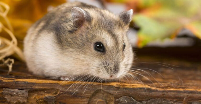 10 Hamsters That Create Truly Meaningful Connections With Humans