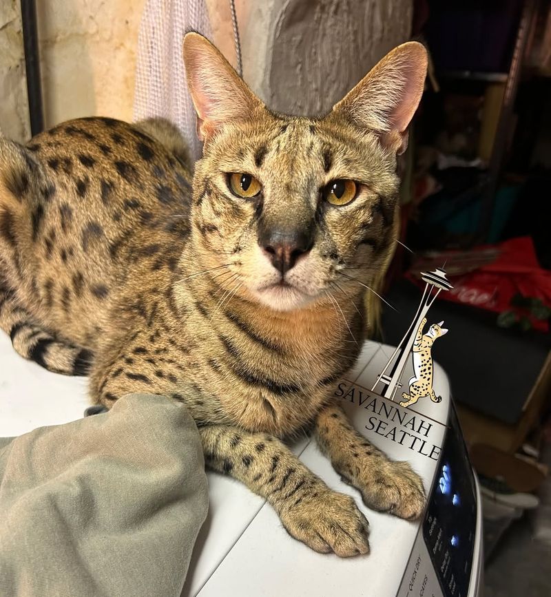 Savannah Cat