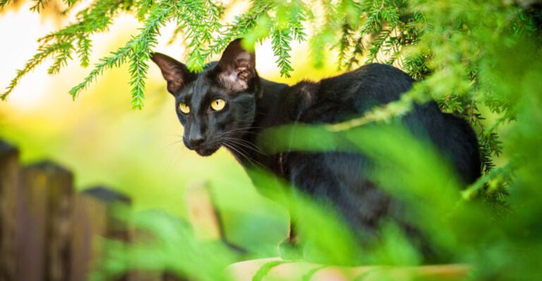 10 Hypoallergenic Black Cat Breeds Perfect For Allergy Sufferers