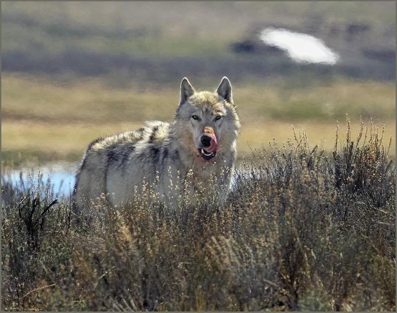 Gray Wolf (Canis Lupus)