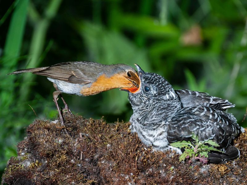 Cuckoo's Feeding Habits