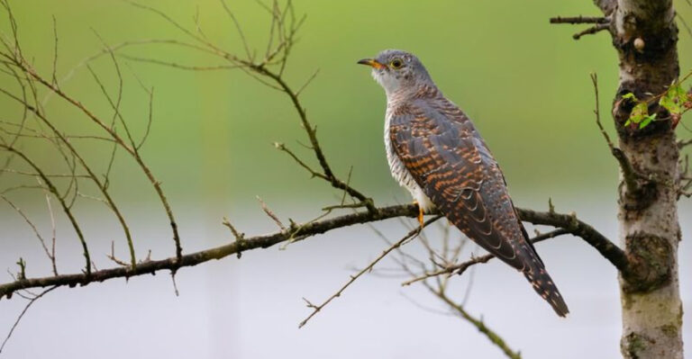 10 Interesting Facts About Cuckoo Birds