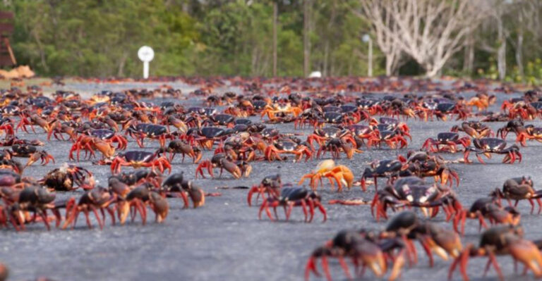 10 Islands With Unusual Wildlife You Won’t Find Anywhere Else