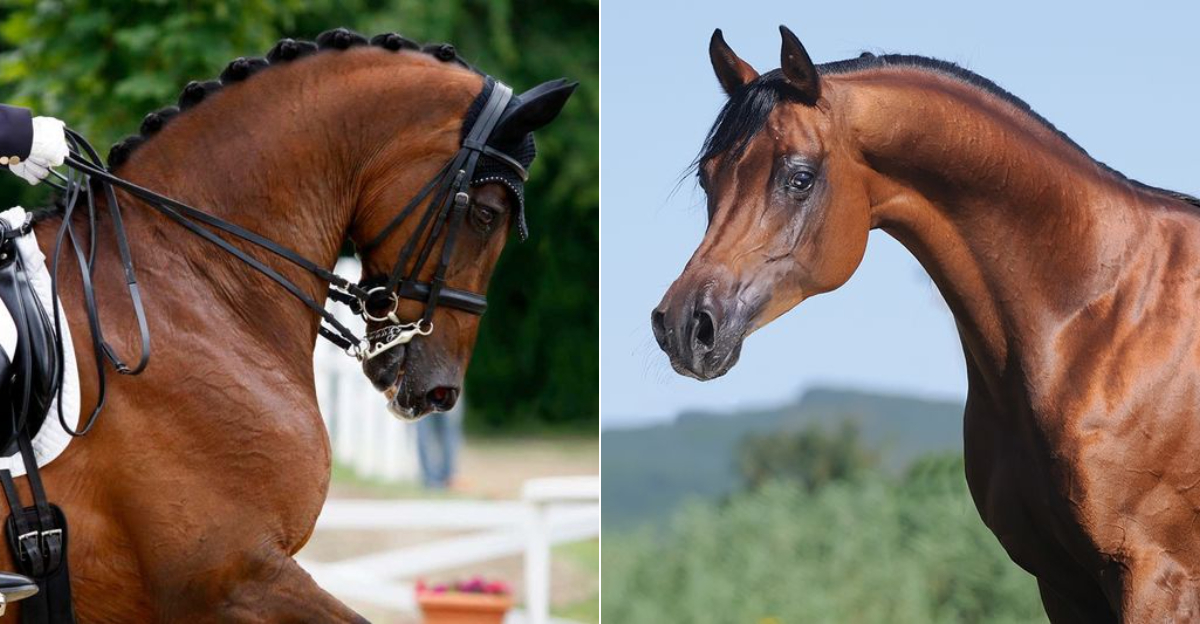 10 Key Differences Between Arabian And Thoroughbred Horses