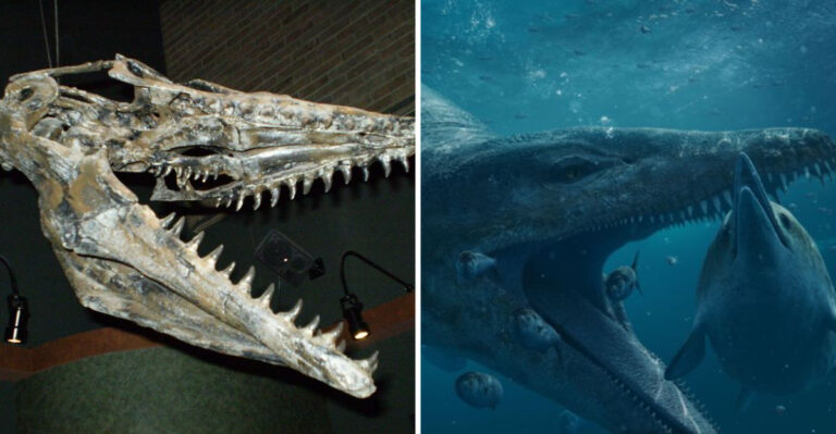 Paleontologists Recover A ‘One-In-A-Billion’ Sea Monster Skull
