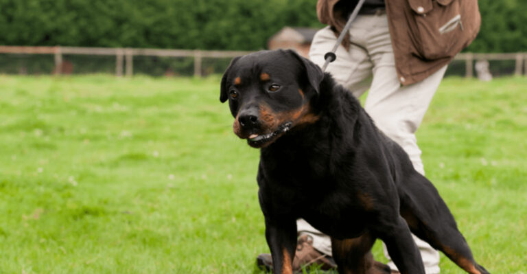 10 Large Dog Breeds That Can Be Trouble (If You Lack Authority)