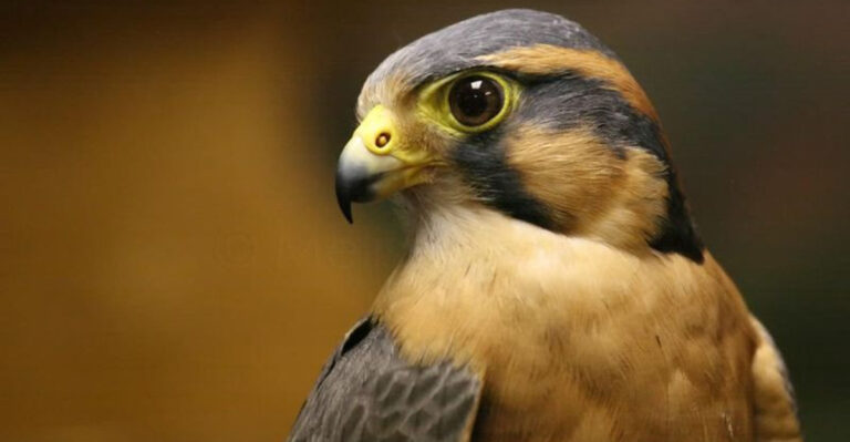 10 Most Fascinating Animals Rediscovered In America