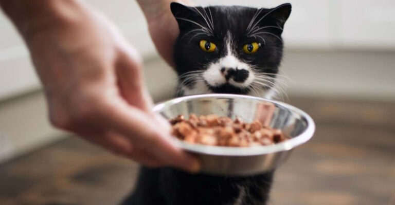 10 Nutrition Habits That Can Improve Your Cat’s Lifespan