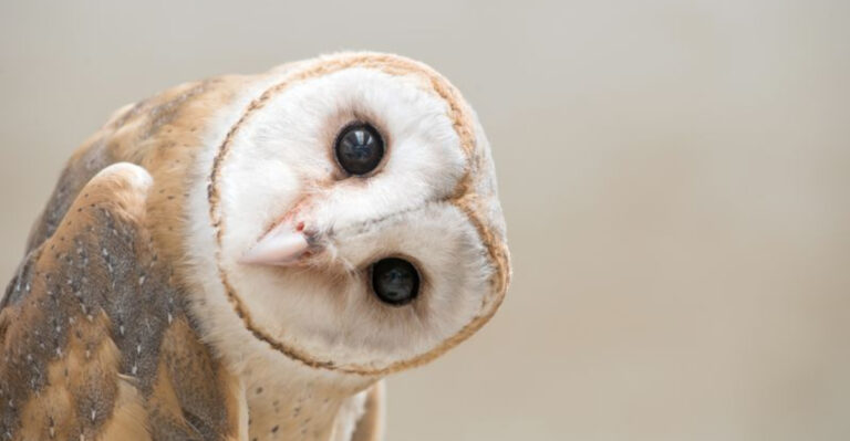 10 Owl Myths You Grew Up With (And What’s Really True About These Birds)