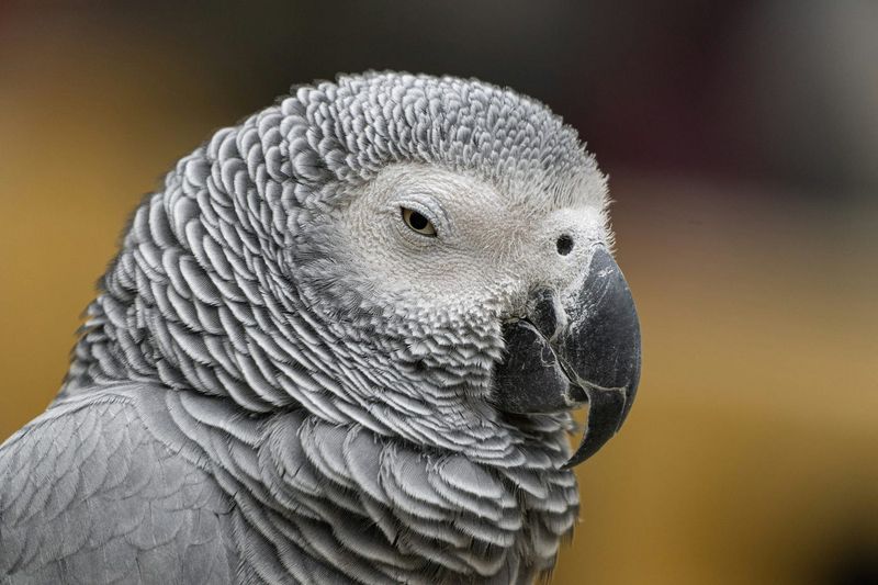 Alex The Parrot's Linguistic Abilities