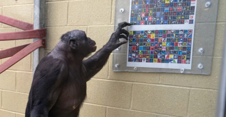 10 Peculiar Times That Scientists Tried To Talk To Animals