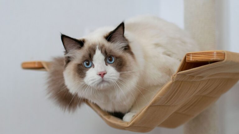 10 Ragdoll Cat Habits That Might Drive You A Little Crazy