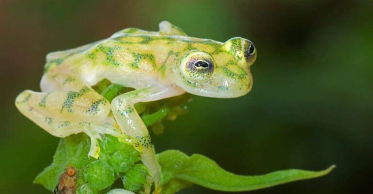 10 Rare Reptiles That Look Like Something Out Of Science Fiction