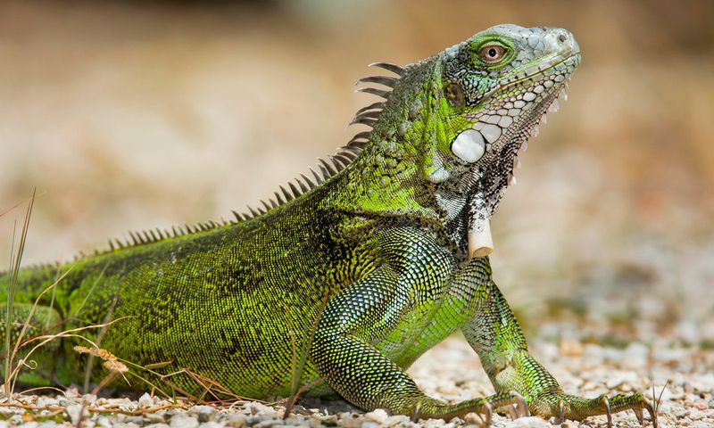 Green Iguana