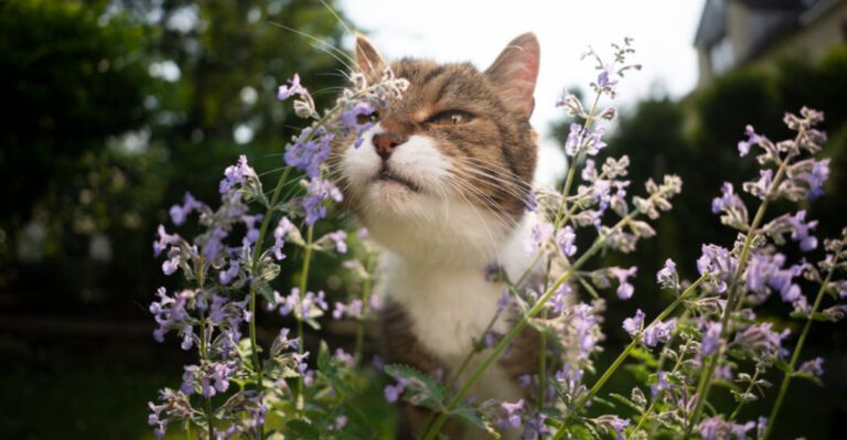10 Scents That Attract Cats To Your Yard