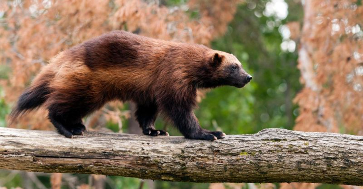 10 States Where You May Find The Elusive Wolverine