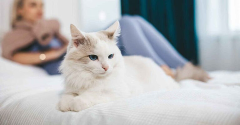 10 Subtle Changes Veterinarians Would Never Ignore In Their Cats