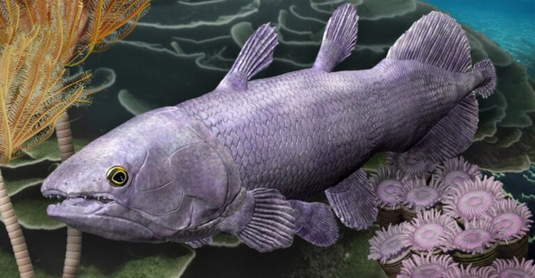 10 Surprising Facts About The Coelacanth, The Deep-Sea Living Fossil