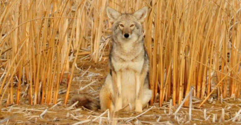 10 US States Where You’re Most Likely To Encounter Coyotes