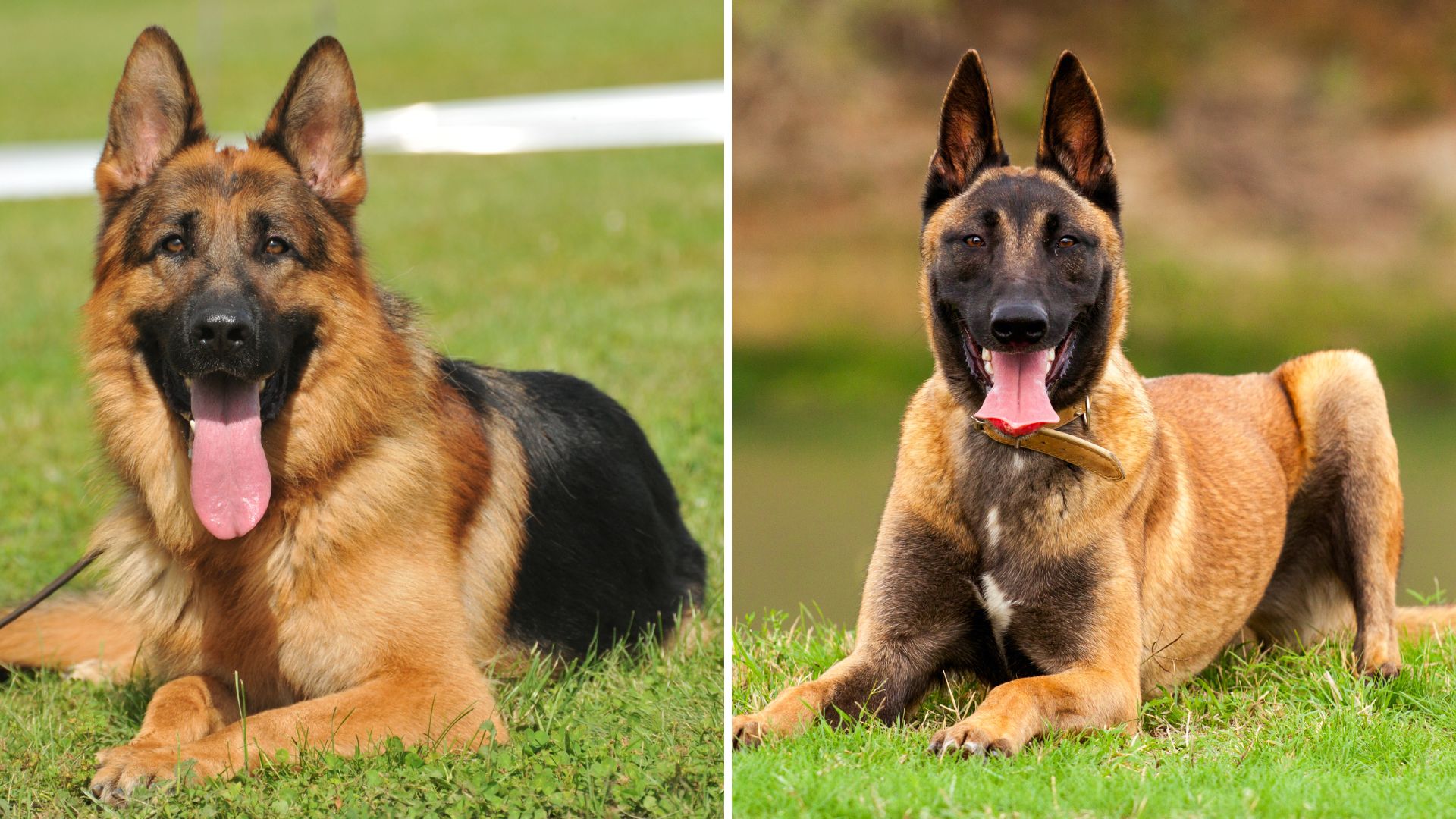 10 Ways German Shepherds Differ From Belgian Malinois