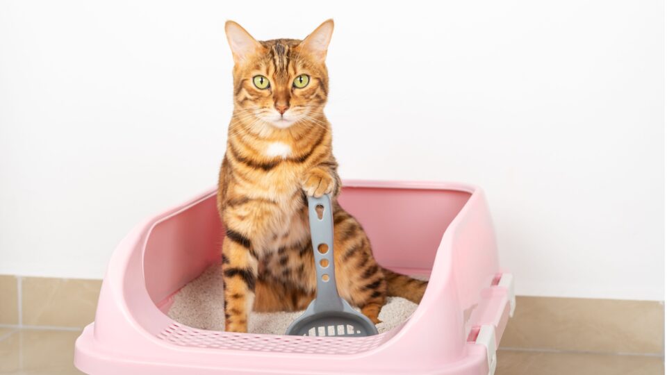10 ways to eliminate cat litter smell