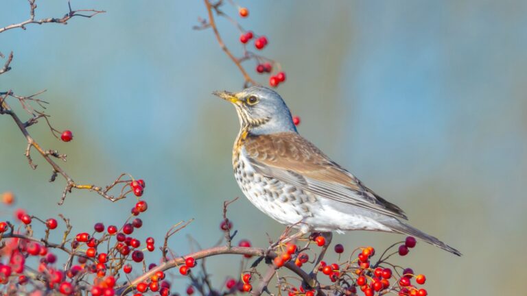 10 Ways To Fill Your Garden With Songbirds