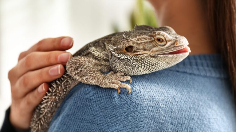 10 Ways To Tell Your Bearded Dragon Is Living Its Best Life