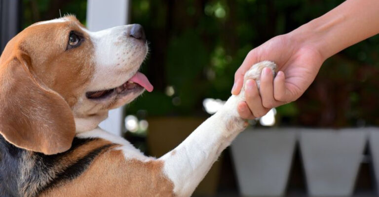 10 Ways To Win The Trust And Love Of A Rescue Dog