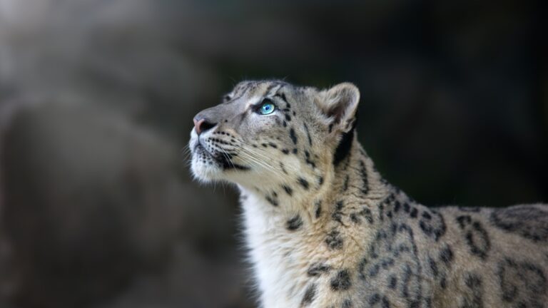 10 Wild Animals That Are Stunningly Photogenic
