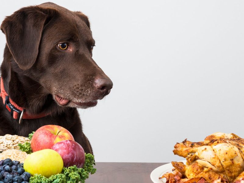 Vegan Diets for Pets