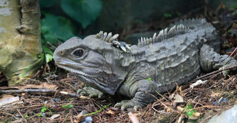 11 Ancient Creatures That Should Be Extinct But Somehow Still Exist