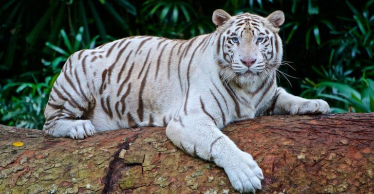 11 Big Cat Species With Rare Color Mutations