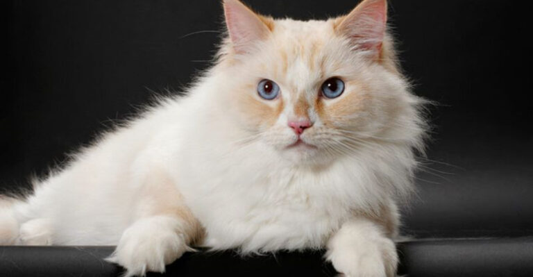 12 Biggest Domestic Cat Breeds And What To Know Before Adopting One