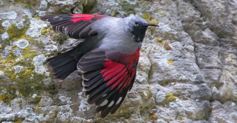 11 Birds That Rule The Toughest Rocky Landscapes