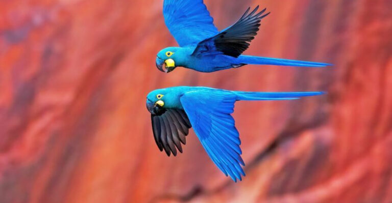 11 Birds With Price Tags That Will Make Your Jaw Drop