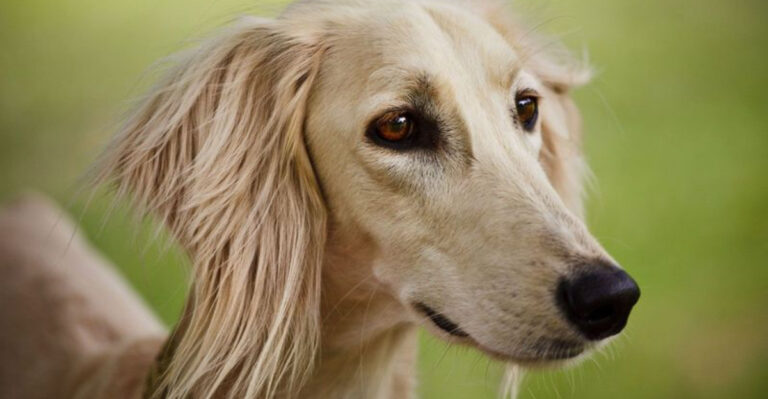 11 Canine Breeds With Remarkably Long Noses