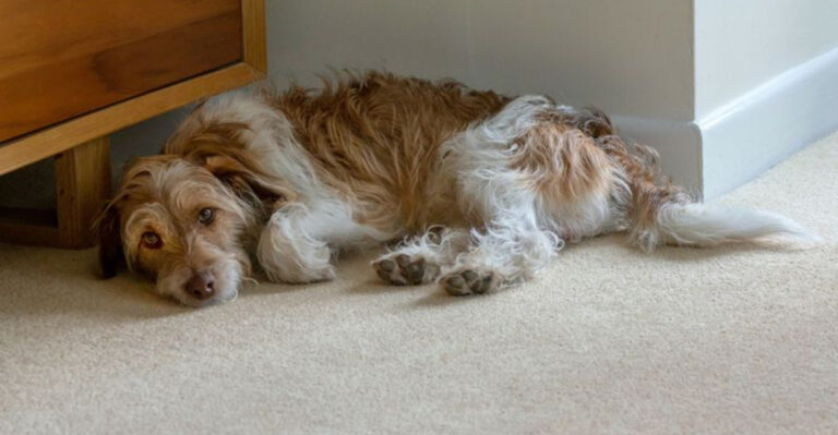 11 Changes Veterinarians Would Never Ignore In Their Dogs
