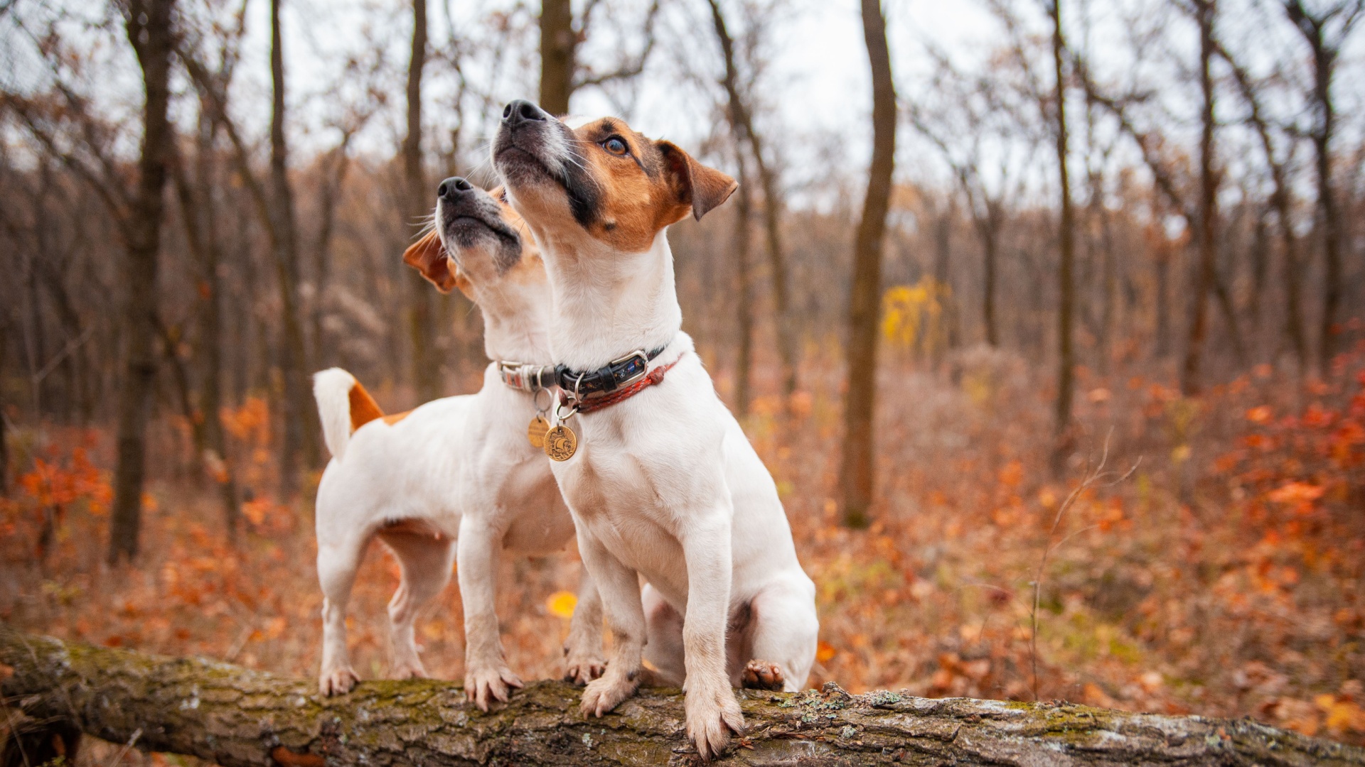 11 Dogs With Features That Evolved To Outsmart Prey