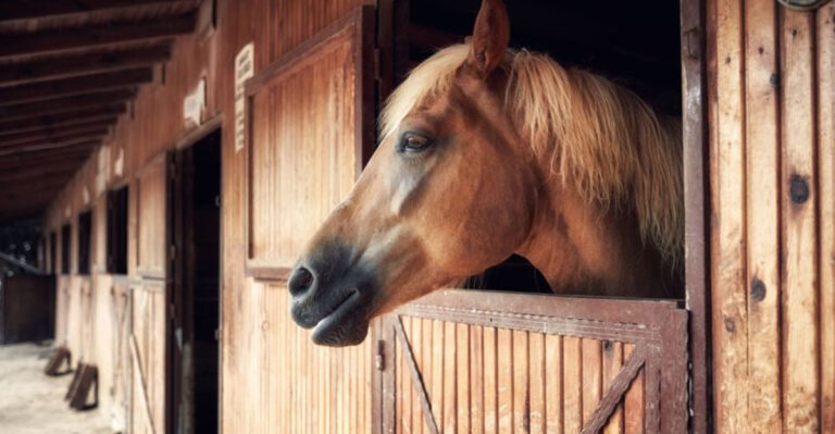 11 Equestrian Mistakes That Can Damage Your Bond With Your Horse