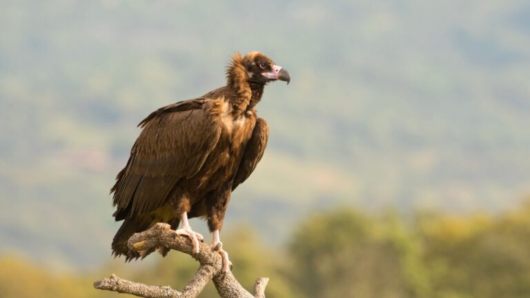 11 Essential Species That Are Vital For Our Survival