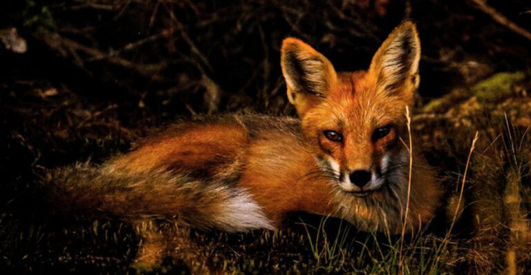 11 Fascinating Night Animals That Might Be Visiting Your Yard