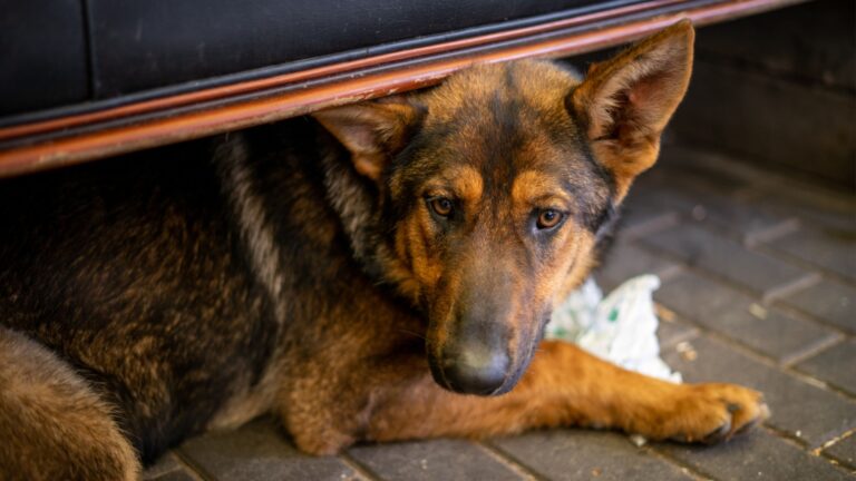 11 Hilarious Things German Shepherds Are Afraid Of