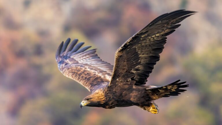 11 Insanely Fast Animals That Rule The Skies