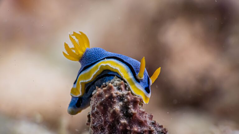 11 Mind-Blowing Animal Facts You Need To Know