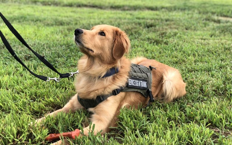 Service Dogs Saving Lives