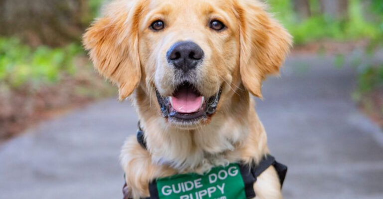 11 Moments When Dogs Showed They Were More Than Pets