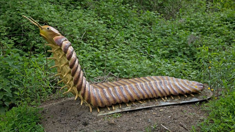 Arthropleura