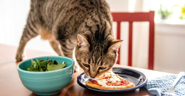 11 Overlooked Feeding Mistakes Made By Cat Owners